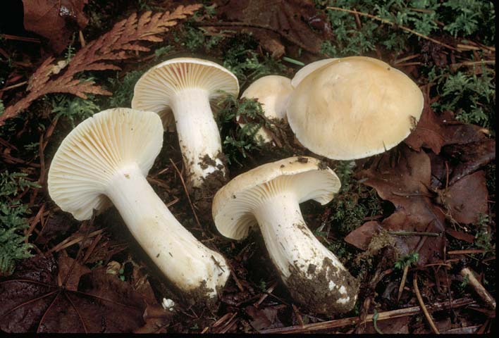 Hygrophorus pratensis